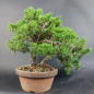 Preview: Bonsai - Wacholder, Juniperus Chinensis