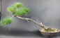 Preview: Bonsai - Pinus Thunbergii, Schwarzkiefer, Japan