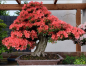 Preview: Bonsai - Japanese Satsuki Azalea, Kinsai