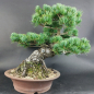 Preview: Bonsai - Japanese White Pine, Pinus Pentaphylla