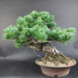 Preview: Bonsai - Japanese White Pine, Pinus Pentaphylla