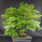 Preview: Bonsai - Fächerahorn, Acer Palmatum