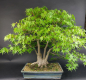 Preview: Bonsai - Fächerahorn, Acer Palmatum