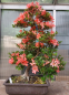 Preview: Bonsai - Jap. Satsuki Azalee, Tateyama-no-Mai