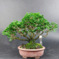 Preview: Bonsai - Scheinzypresse, Chamaecyparis obtusa Hinoki