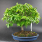 Preview: Bonsai - Zelkova Serrata