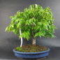 Preview: Bonsai - Zelkova Serrata