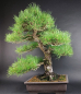 Preview: Bonsai - Japanese Black Pine, Pinus Thunbergii