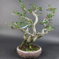 Preview: Bonsai - Euonymus alatus