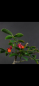 Preview: Bonsai - Euonymus alatus