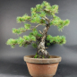 Preview: Bonsai - Japanese White Pine, Pinus Pentaphylla