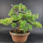 Preview: Bonsai - Japanese White Pine, Pinus Pentaphylla