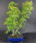 Preview: Bonsai - Fächerahorn, Acer Palmatum Yukihime