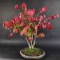 Preview: Bonsai - Euonymus alatus, Spindelstrauch
