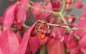 Preview: Bonsai - Euonymus alatus, Spindelstrauch