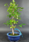 Preview: Bonsai - Japanese Snowbell, Styrax Japonica