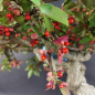 Preview: Bonsai - Euonymus alatus
