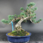 Preview: Bonsai - Mädchenkiefer, Pinus Pentaphylla, Japan