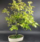 Preview: Bonsai - Diospyros Kaki, Weiblich