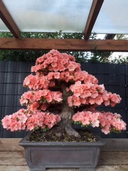 Bonsai - Jap. Satsuki Azalee, Wakaebisu