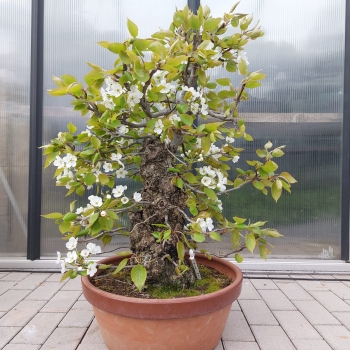 Bonsai - Nashibirne, Pyrus Pyrifolia