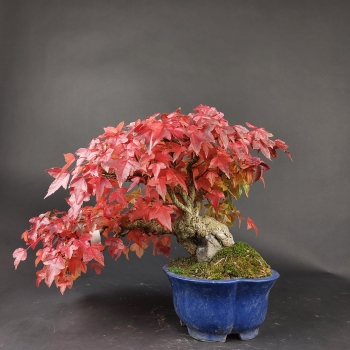 Bonsai - Dreispitzahorn, Acer Buergerianum Shohin