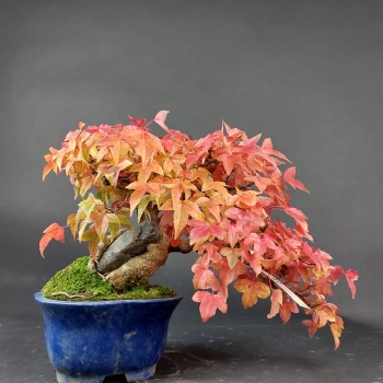 Preview: Bonsai - Dreispitzahorn, Acer Buergerianum Shohin