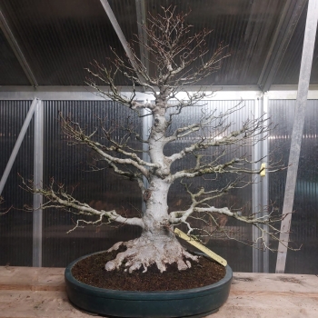 Bonsai - Kerbbuche, Fagus Crenata, Buna, Japan