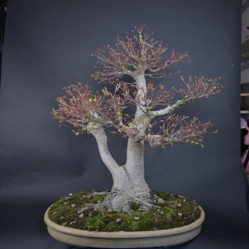 Preview: Bonsai - Fächerahorn, Acer Palmatum