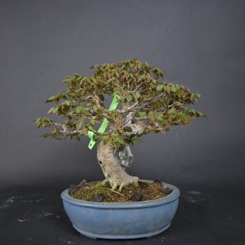 Preview: Bonsai - Dreispitzahorn, Acer Buergerianum auf Fels