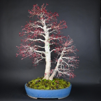 Bonsai - Fächerahorn, Acer Palmatum Nomura