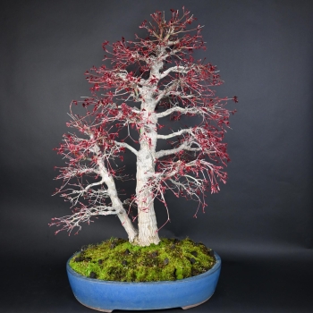 Preview: Bonsai - Fächerahorn, Acer Palmatum Nomura