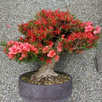 Bonsai - Jap. Satsuki Azalee, Kinsai