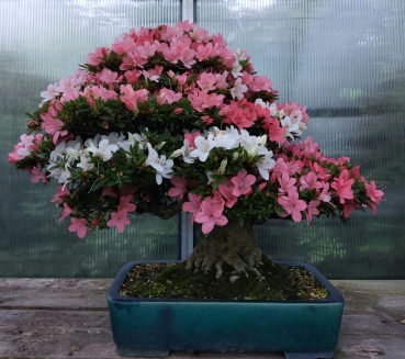 Preview: Bonsai - Jap. Satsuki Azalee, Goko