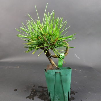Preview: Bonsai - Pinus Thunbergii, Schwarzkiefer, Shohin, Japan