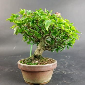 Preview: Bonsai - Dreispitzahorn, Acer Buergerianum Shohin