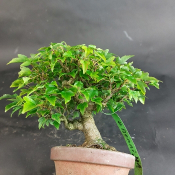 Preview: Bonsai - Dreispitzahorn, Acer Buergerianum Shohin
