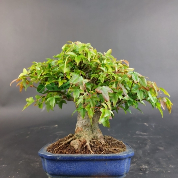 Preview: Bonsai - Dreispitzahorn, Acer Buergerianum Shohin