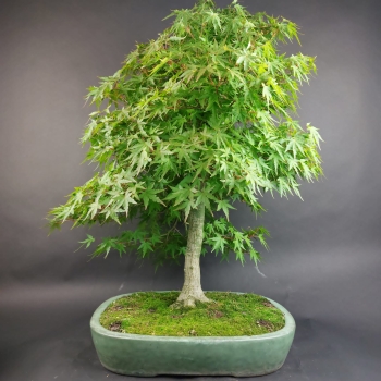 Bonsai - Fächerahorn, Acer Palmatum
