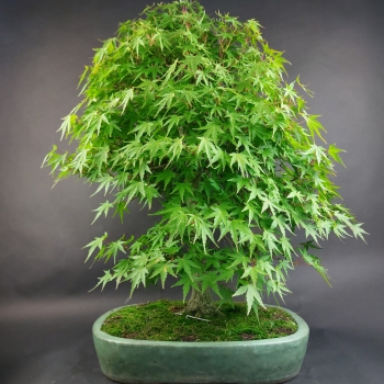 Preview: Bonsai - Fächerahorn, Acer Palmatum