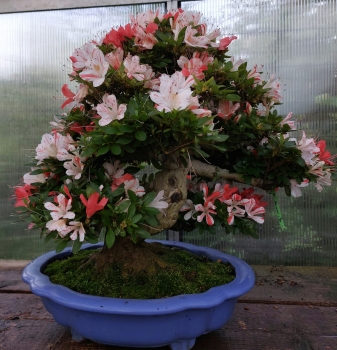 Preview: Bonsai - Jap. Satsuki Azalee, Nanbanishiki