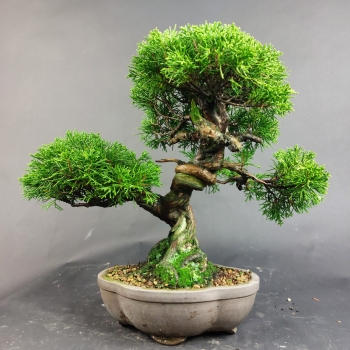 Preview: Bonsai - Wacholder, Juniperus Chinensis