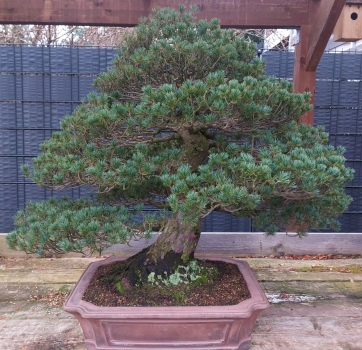 Bonsai - Zuisho Mädchenkiefer, Pinus Pentaphylla