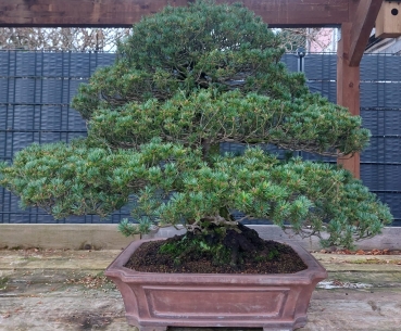 Preview: Bonsai - Zuisho Mädchenkiefer, Pinus Pentaphylla