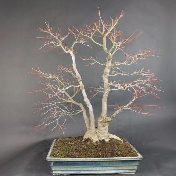 Preview: Bonsai - Fächerahorn, Acer Palmatum