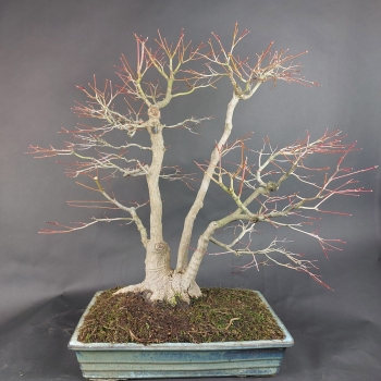 Preview: Bonsai - Fächerahorn, Acer Palmatum