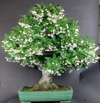 Bonsai - Jap. Schneeglöckchen, Styrax Japonica