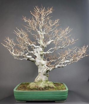 Preview: Bonsai - Jap. Schneeglöckchen, Styrax Japonica