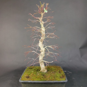 Preview: Bonsai - Fächerahorn, Acer Palmatum
