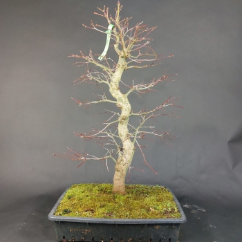 Preview: Bonsai - Fächerahorn, Acer Palmatum